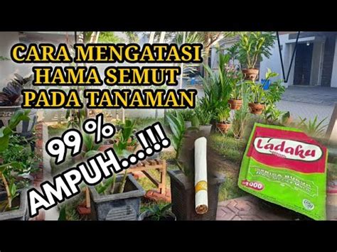 Cara Mudah Membasmi Semut Pada Tanaman Hama Lain Pun Ikut Musnah Youtube