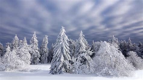 Wallpaper Cloud Sky Daytime Snow Natural Landscape Branch Larch