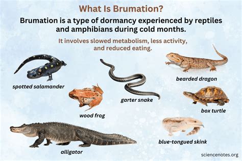 Brumation In Reptiles Forumias