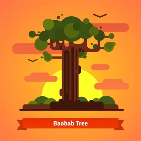Baobab Tree Evening Sunset Scene Vector Illustration