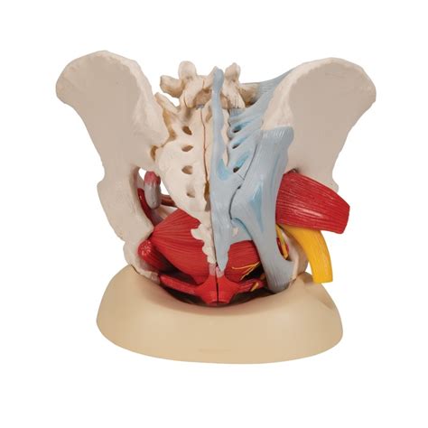 Modèle anatomique 3B scientific Bassin féminin avec ligaments