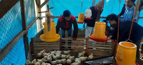 Praktis Tatalaksana Masa Brooding Ayam Broiler Untuk Peternak Pemula