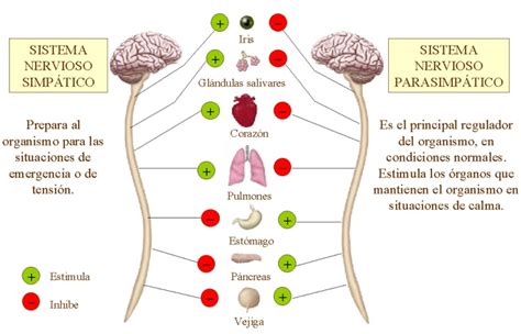 Fisiolog A Del Sistema Nervioso Escuelapedia Recursos