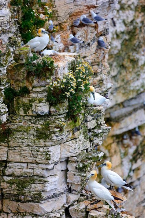 Gannets on Bempton Cliffs - by Martin Lawrence