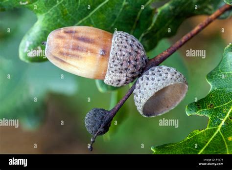 English Oak Acorns Quercus Robur Acorn Close Up Stock Photo Alamy