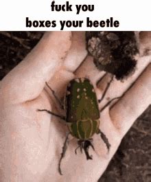 Unboxes Your Beetle Fuck You Unboxes Your Beetle Fuck You Fuck You Unboxes Your Beetle
