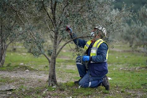 Ta Nan Zeytin A A Lar Meyve Vermeye Devam Ediyor Haberler