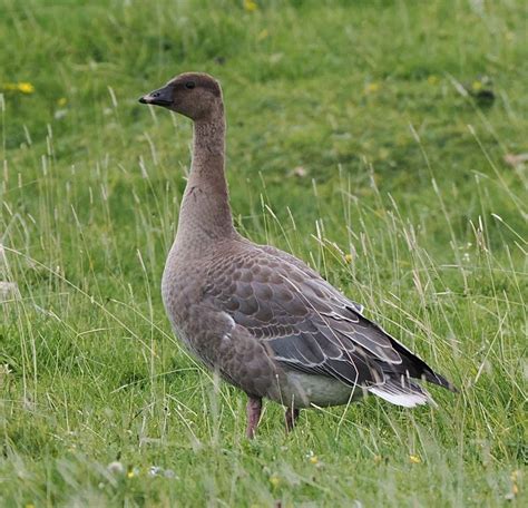 Pink Footed Goose Anser Brachyrhynchus Irish Birding