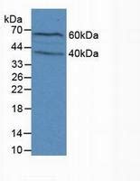 Flg Antibody