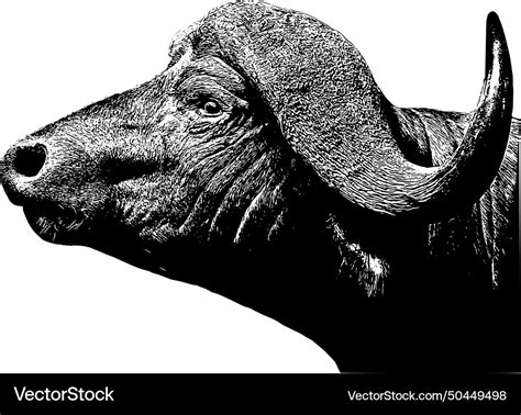 African buffalo sketch Royalty Free Vector Image