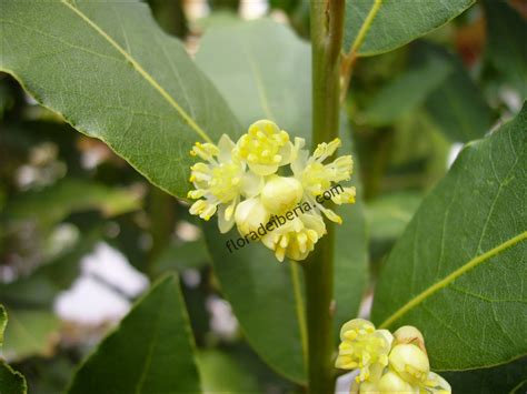 Laurus Nobilis Laurel