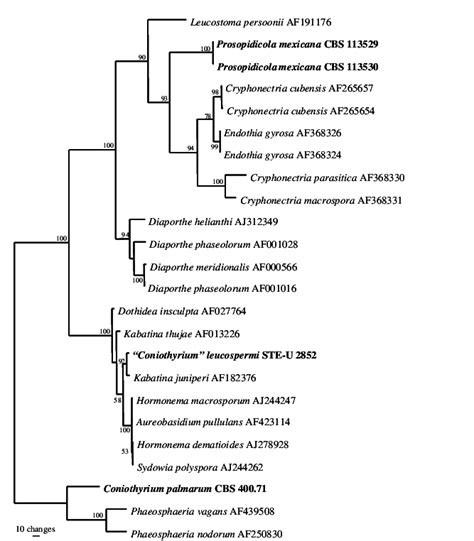 One Of Two Most Parsimonious Trees Obtained From A Heuristic Search Of