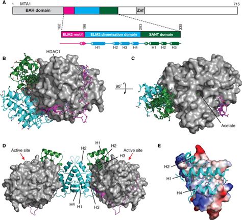 Overall Structure of the HDAC1:MTA1 Complex