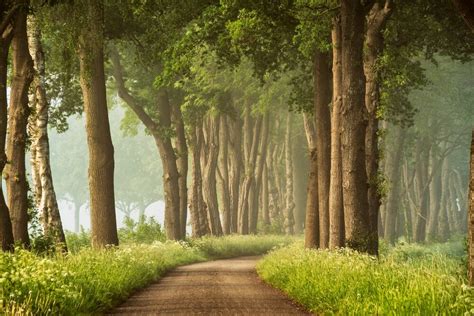 PATH OF DREAMS Nature LARS VAN DE GOOR Art Photographs YellowKorner