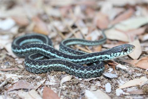 Common Gartersnake Florida Snake Id Guide