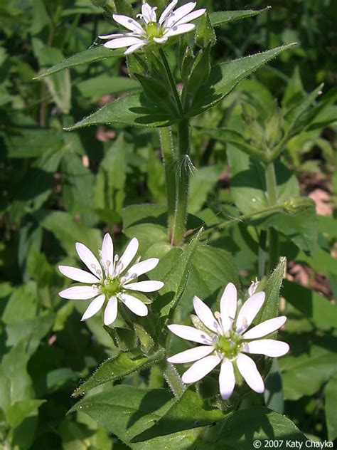 Myosoton Aquaticum Giant Chickweed Minnesota Wildflowers