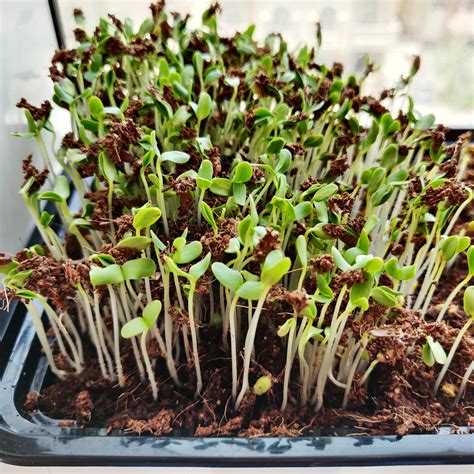 Flax Seeds Microgreens Are They Ready Yet Rmicrogreens