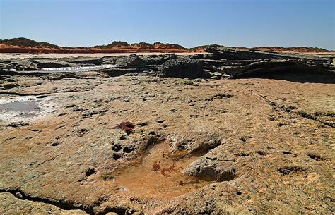 Find Dinosaur Footprints Tracks Unique To Broome Australia Dinosaur Coast