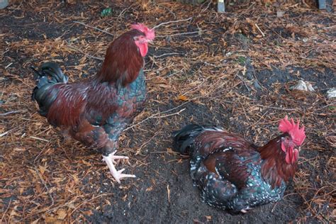 Speckled Sussex Roosters Backyard Chickens Learn How To Raise Chickens