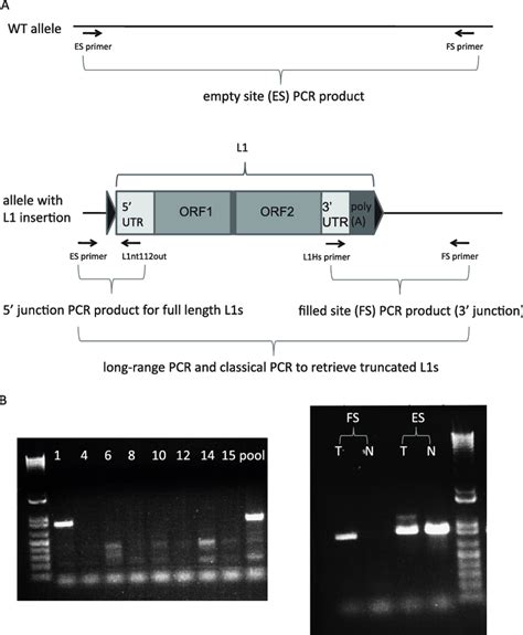 Pcr Validation Scheme Of L1 Seq Results A The Three Step Pcr