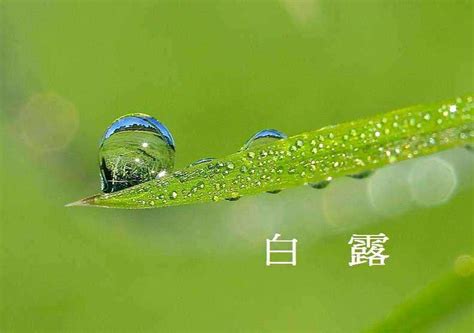 白露节气古诗大全（描写白露的诗词赏析） 我爱育娃