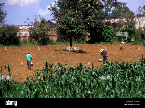 Agricultura maya fotografías e imágenes de alta resolución Alamy