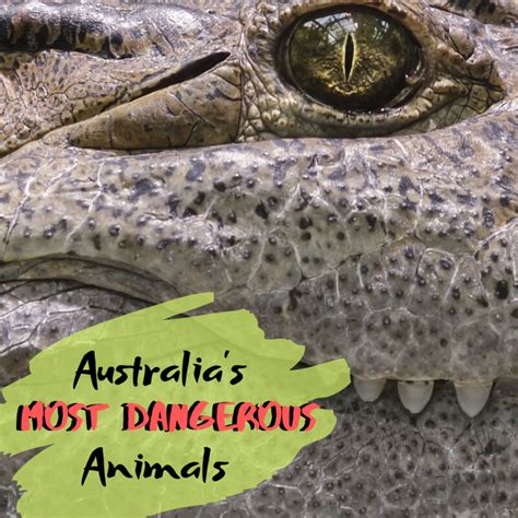 Top 10 Most Dangerous Animals in Australia - Owlcation