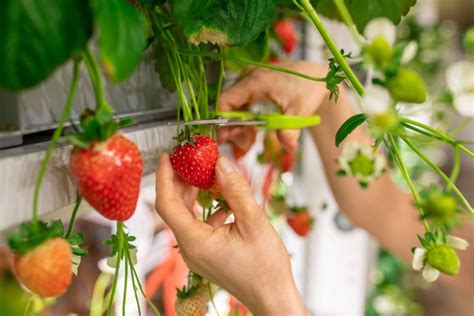 8 Tips For Growing Strawberries Indoors