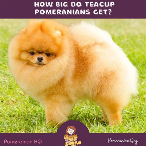 How Big Do Teacup Pomeranians Get