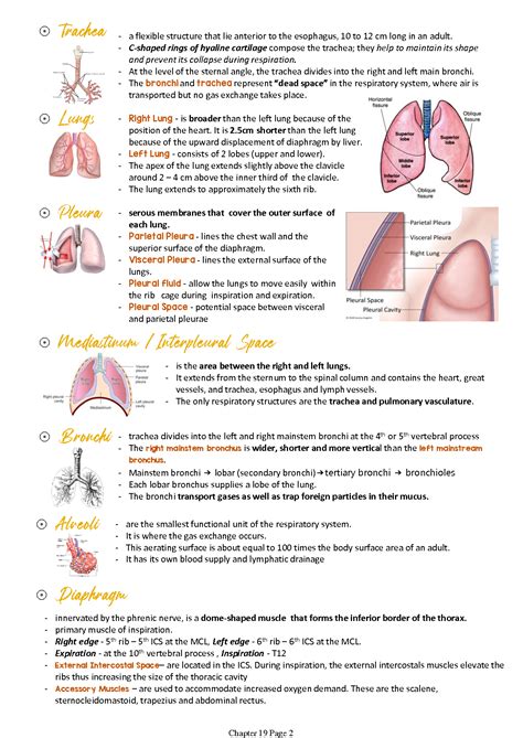 Solution Assessing Lungs Thorax Printable Studypool