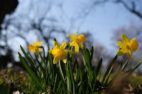 Narzissen Gelbe Blumen Wiese Kostenloses Foto Auf Pixabay