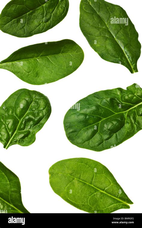 Spinach Leaf Isolated On A Pure White Background Stock Photo Alamy