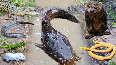 Menangkap Ikan Lele Besar Dalam Lubang Ada Belut Kura Kura Ikan Hias