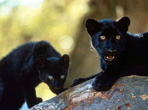 Black Panther Avatars