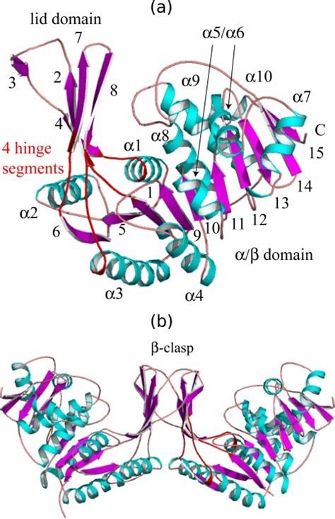 Tertiary And Quaternary Structure Of Lacc A Ribbon Diagram Of A Download Scientific Diagram