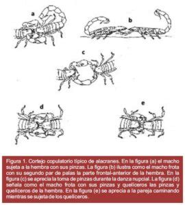 Conoce aquí el proceso de reproducción de alacranes o escorpiones