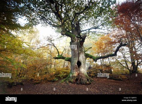 Eiche Quercus Robur Alten Baum Im Herbst Sababurg Alten Wald NP N