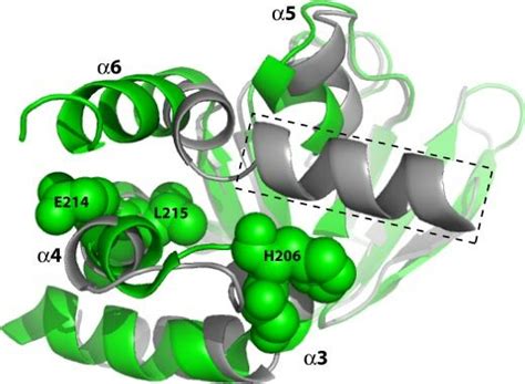 Overlay Of The CBDs Of CAMP Bound PKA RIa A PDB Code 1RGS 58 And