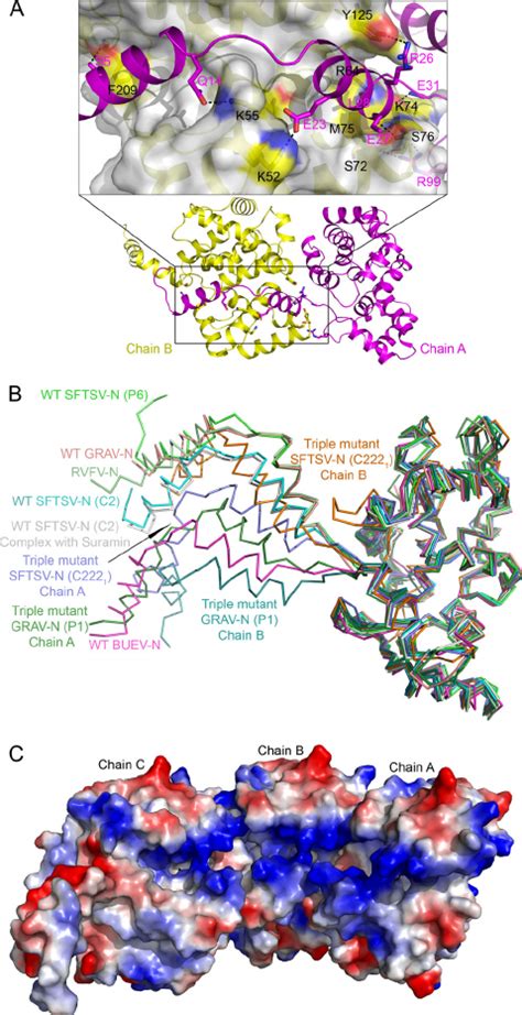 Structural Characterization Of Sftsv N And Its Homologs A Sftsv N