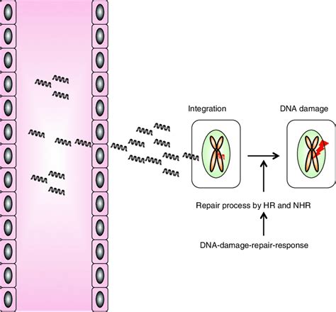 3 Proposed Model Of Dna Mutagenesis By Cfdna Download Scientific Diagram