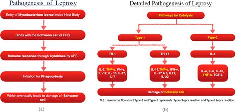 A Comprehensive And Detailed Within Host Modeling Study Involving