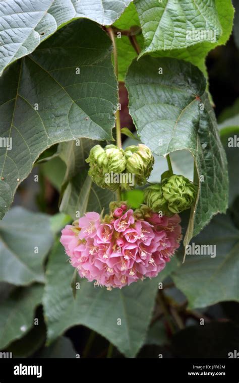 Pink Ball Tree Dombeya Cacuminum Stock Photo Alamy