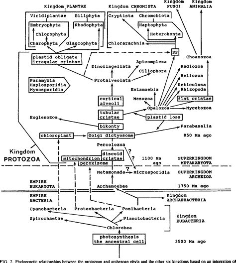 Protozoa Measurement | Semantic Scholar