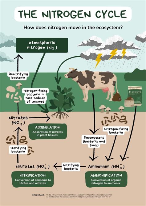 Nitrogen Cycle For Dummies