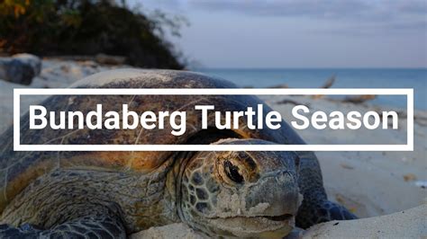 Bundaberg Turtle Season Youtube