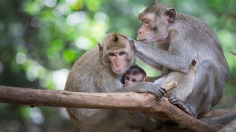 Les singes comprennent les raisons derrière les actions des autres