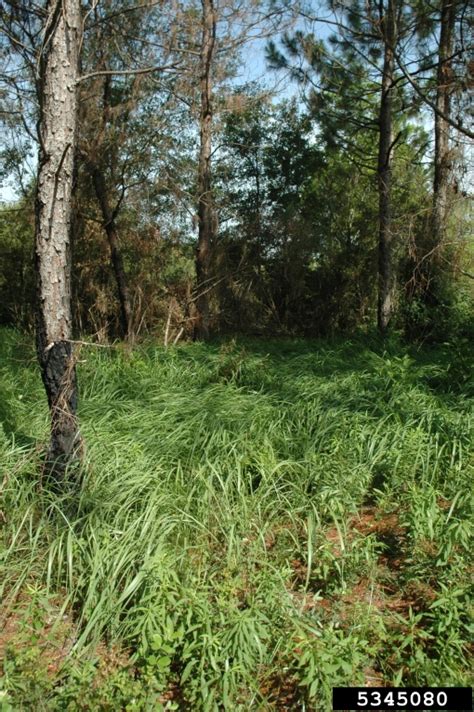 cogongrass (Imperata cylindrica)