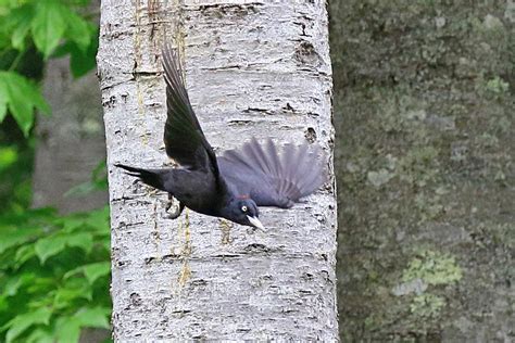 Wild bird archivesクマゲラ 季節の野鳥