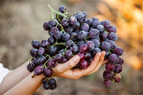 O Que São Taninos E Por Que São Tão Importantes Para Os Vinhos