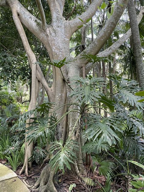 Harry P Leu Gardens Orlando FL Todd Van Hoosear Flickr